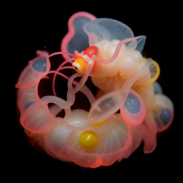 Spectra Voluta by Boldtron