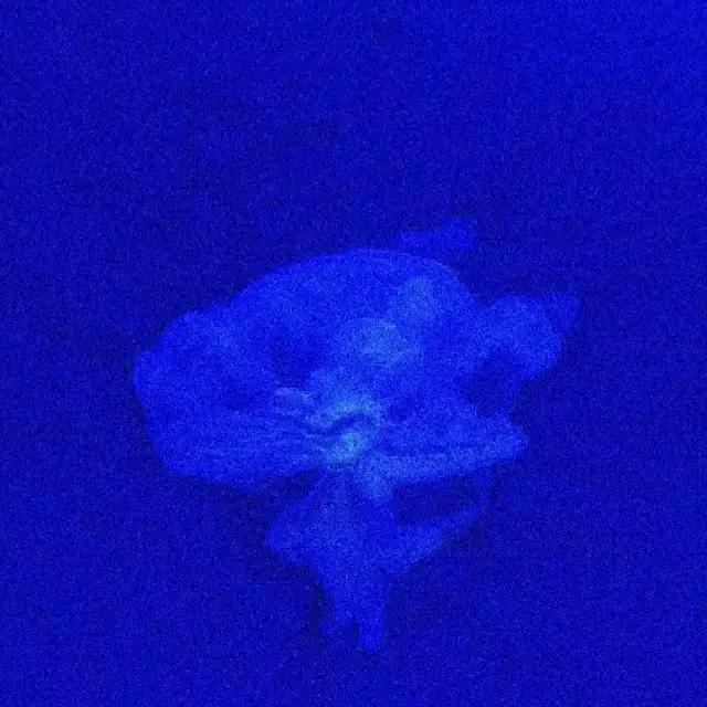 jellyfish by Belowsubconscious