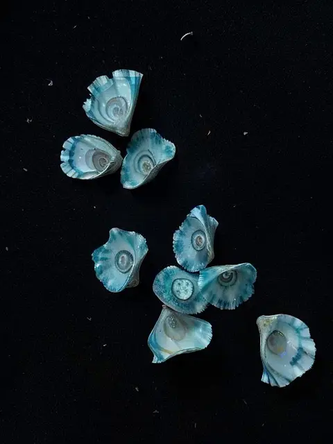 Litorishella Patelliforma by Emilia Trevisani
