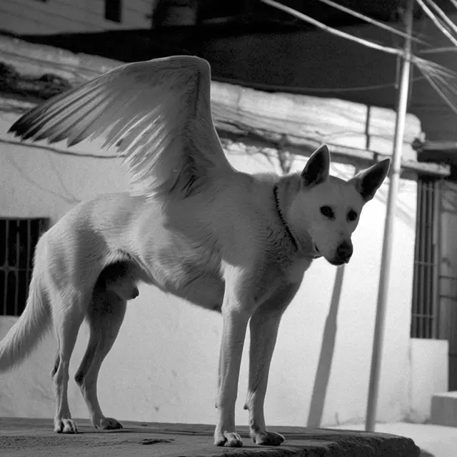 Birddog